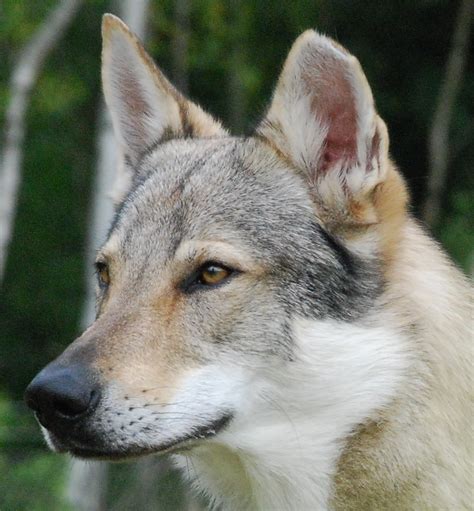 Czechoslovakian Wolfdog - Poochpedia