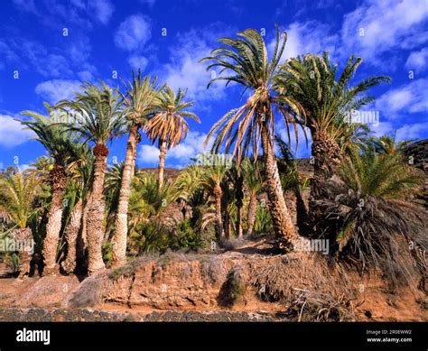 Palmenhain Bei Ajuy Fuerteventura Kanarische Inseln Spanien Stock