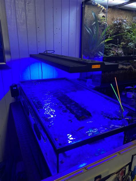 Vertex Illumina Official Thread | Page 13 | Reef2Reef