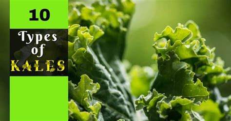 10 Different Types of Kale with Pictures | Igra-world