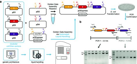 Golden Gate Assembly Of A 3 Gene Construct Using Compatible Cell Free