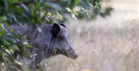 Quand Et Comment Chasser Le Sanglier En Moselle Chasseurs De Lest