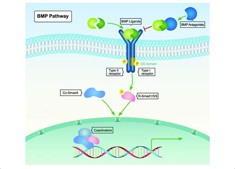 Bmp 2 Signaling Pathway