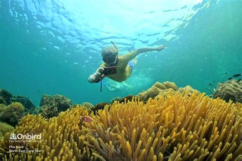 Onbird Private Adventure Snorkeling Explore Half Moon Reef Coral