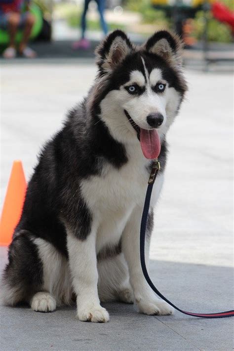 St Bernard Husky Mix Everything You Need To Know Prefurred