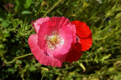 Kostenloses Foto Mohnblume Rosa Rot Mohn Bl Te Kostenloses Bild