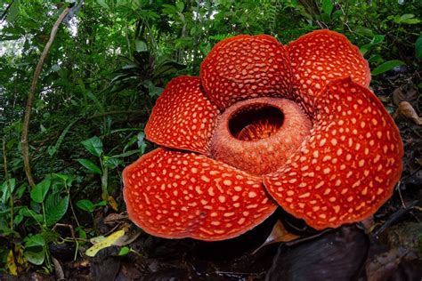 6 Fakta Menarik Tentang Bunga Padma Raksasa Giant Water Lily