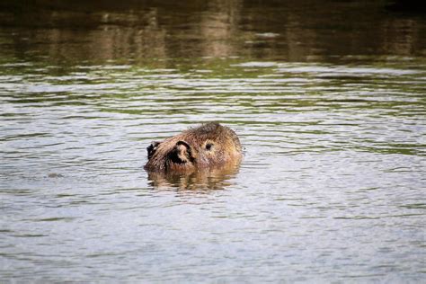 A Capybara in the water 14792705 Stock Photo at Vecteezy