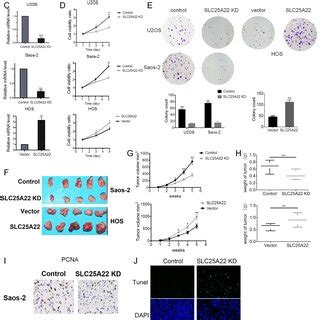 SLC25A22 Increases Proliferation Of Osteosarcoma Cell Lines In Nude