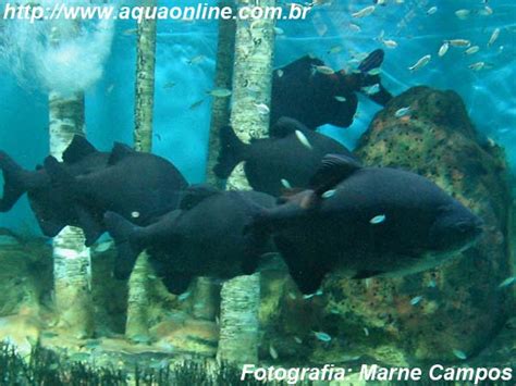 colossoma macropomum aquarismo  aqol