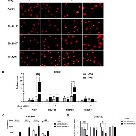 Ym Induced Cell Cycle Arrested In Atc Cells Atc Cell Lines Act