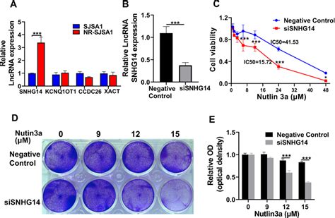 Lncrna Snhg Knockdown Promotes The Sensitivity Of Nr Sjsa Cells To