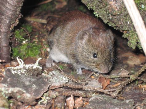 Mammals Of North Carolina