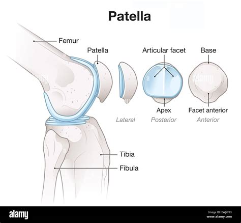 3D Illustration Showing Bones And Cartilage Of A Knee Joint Lateral