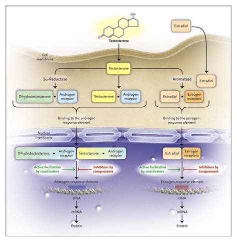 The Biology Of Human Sex Differences Nejm