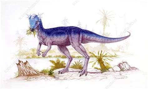 Stygimoloch dinosaur, illustration - Stock Image - C026/5654 - Science Photo Library