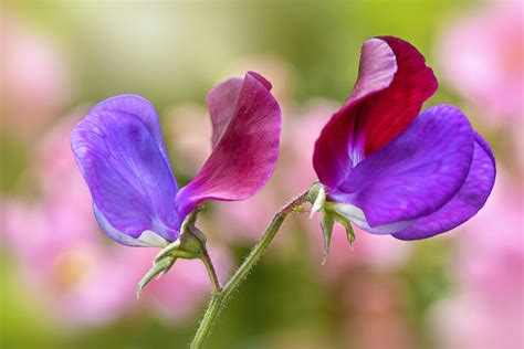 Sweet Pea Flower Atelier Yuwa Ciao Jp