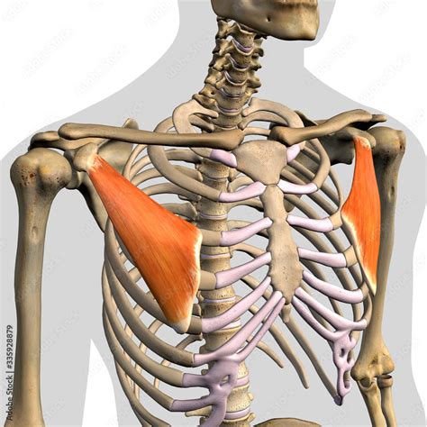 Pectoralis Minor Muscle Isolated Anterior View Stock Illustration The