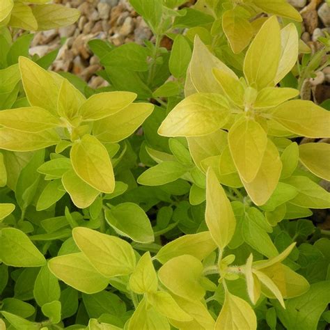 Golden Oregano Herb Plants