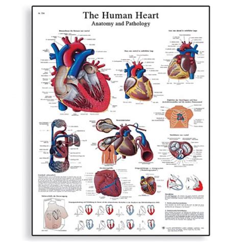 The Human Heart Anatomy And Physiology Laminated Chart Poster