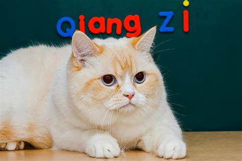 British Shorthair Cat Lifespan: A Comprehensive Guide