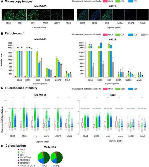 Frontiers Mapk Inhibitors Dynamically Affect Melanoma Release Of