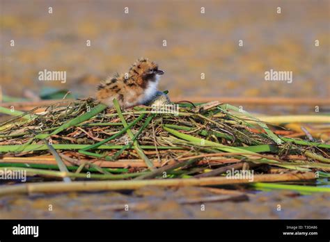 Baby Bird Of Common Tern On The Nest Stock Photo Alamy