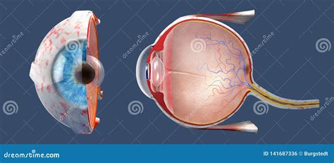 Cross Section Of The Human Eye In A Side View And A Frontal View Stock