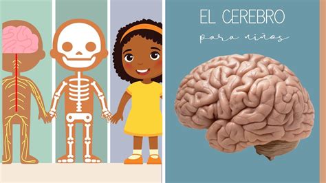 El Cerebro para niños YouTube