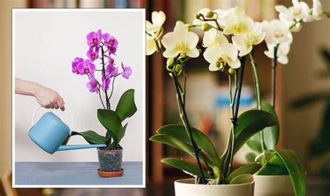 Orchid care: How to water orchids to avoid ‘root rot’ | Express.co.uk