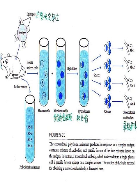 细胞周期蛋白n端结构域蛋白1蛋白，cntd Protein Chemicalbook