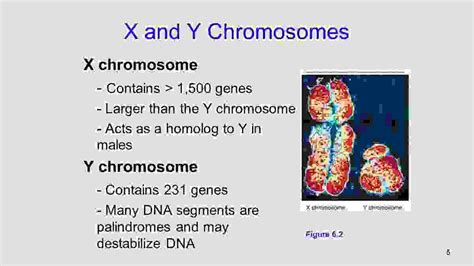 I Gcse Biology Sex Linked Inheritance Igcse Biology