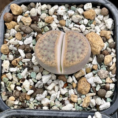 Lithops Schwantesii Ssp Gebseri C165 Cactus And Other Succulent