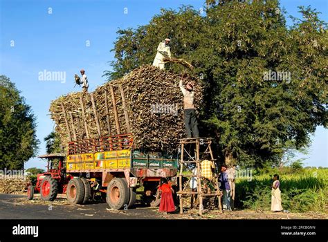 Harvested Sugarcane Loading Five Men On Tractor Near Neyveli Vadalur