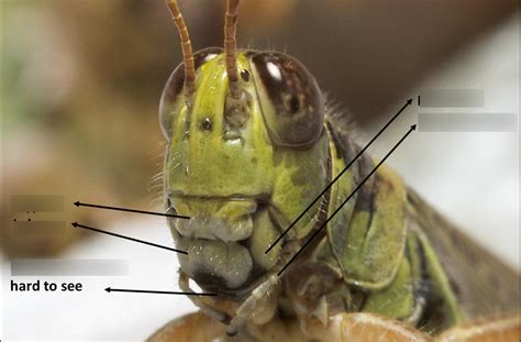 Entomology Mouth Morphology Diagram | Quizlet