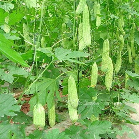 Groundoxy Best Quality Hybrid Bitter Gourdkarela Seeds For Your Home Gardening Or Balcony