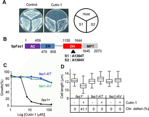 A Point Mutation In Fas Gene Conferred Resistance To Cutin A Two