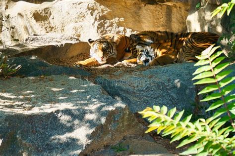 Three Tiger Cubs Lying To Rest. Striped Fur of the Elegant Predators ...