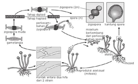 Fungi Atau Jamur Ciri Struktur Cara Hidup Reproduksi Dan