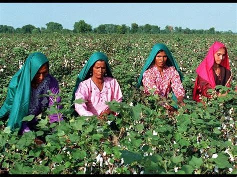 Cotton Cultivation In Pakistan Sindh Khairpur Thari Mir Wah Youtube