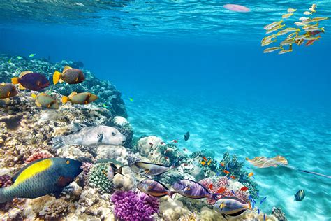 coral-near-bowen-great-barrier-reef-3