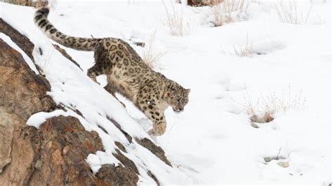 Bbc Earth Watch A Snow Leopard Chase Its Prey Down A Mountainside