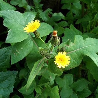 Sonchus oleraceus - Aegean Edibles