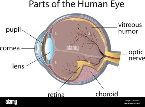 Illustration Of Parts Of The Human Eye Stock Vector Image Art Alamy