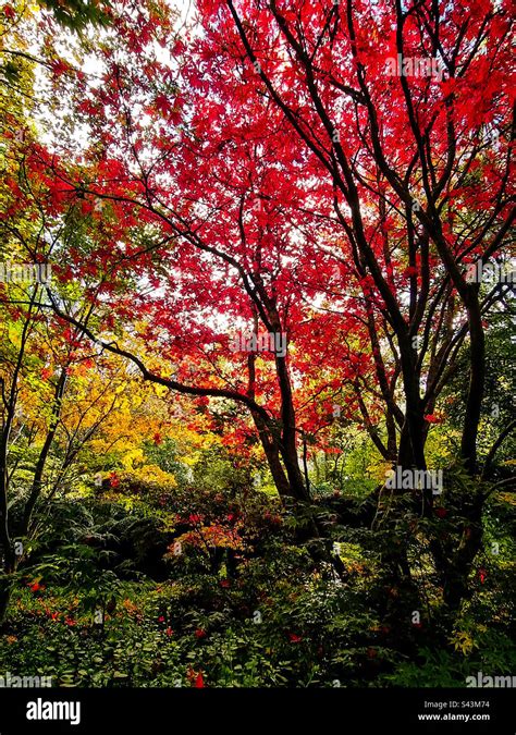 Autumn 2023 Series Perfect Blend Of Fiery Red And Yellow Autumn