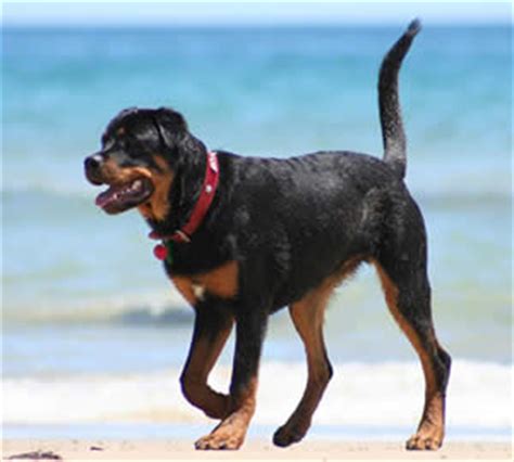 Rottweiler Dog Names: Find 101 Names and Meanings for your Rottweiler Dog