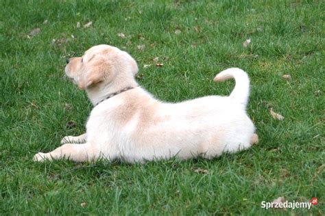 Labrador Biszkoptowy Pies Gotowy Do Odbioru Bad Genetyczne