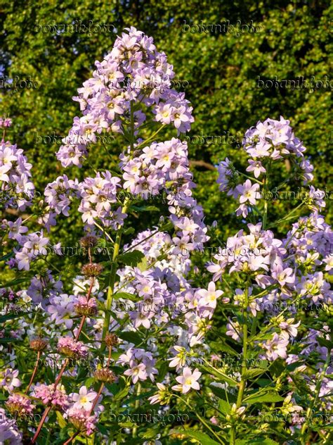 Bilder Campanula Lactiflora Himmelsblau Bilder Von Pflanzen Und