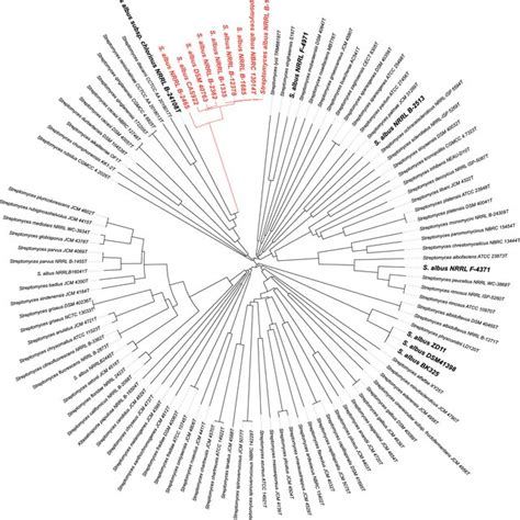 Phylogenomic Tree Retrieved From The Type Strain Genome Server TYGS