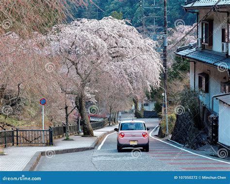 Road With Sakura Trees At Funaoka Castle Ruins Park, Sendai, Japan ...